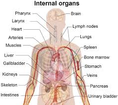 The study of the human body involves branches such as anatomy (concerned with the bodily structure and separation of parts), physiology (normal functions of body parts), histology (study of the microscopic structure of tissues). Pin On Cancer Catdrivers Com