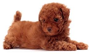 toy poodle small dogs that don t shed