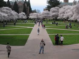 Image result for UW quad cherry blossoms 2018 images