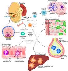 How Cell Migration Helps Immune Sentinels