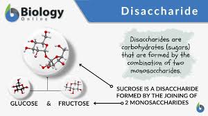 disaccharide definition and exles