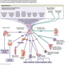 Endocrine System Diagram To Label For Kids Endocrine