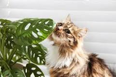 what-part-of-a-monstera-is-poisonous-to-cats