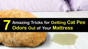how to get cat smell out of a mattress