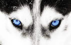Купить картину Волк с голубыми глазами на стену от 530 руб. в DasArt