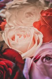 A l'occasion de la journée mondiale de la femme, je vous souhaite une très bonne santé, tout le bonheur du monde , du succès. Journee Internationale De La Femme 8 Mars Printemps Vacances Mars Toutes Nos Felicitations Amour Fleurs Carte Postale Des Roses Bouquet Pikist