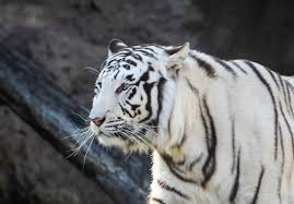 white tiger images free on