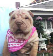 from those few specimens the shar pei fancy has grown tremendously over the past decades