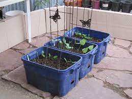 Six Container Gardening Ideas For