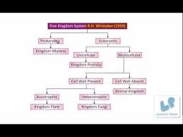 Videos Matching Five Kingdom Classification Flow Chart Easy