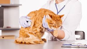 Lung cancer is a silent disease. Respiratory Disease In Cats