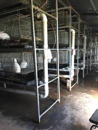Rabbits require a hutch for shelter. Rabbit Farming Is A Growing Industry In Sa Here S What It Will Cost To Start Your Own