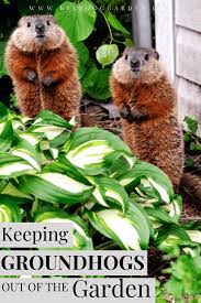 protect your garden from groundhogs
