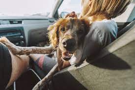 5 dog friendly day trips from denver