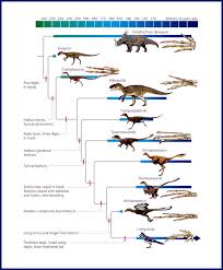Penguinology Bird Evolution