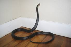 Snake In House What Do Do How To