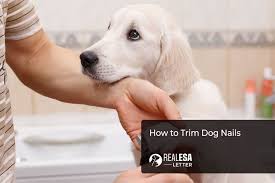 how to trim dog nails safely step by