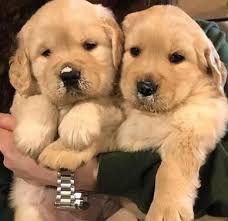 We are golden retriever breeders who breed puppies from parents that are heavily titled in either conformation or obedience (most have titles in both), are health tested, and have great pedigrees and fantastic temperaments. Top Quality Kci And Vaccinated Golden Retriever Puppies Ma Dogs For Sale In Charmwood Village Faridabad Click In