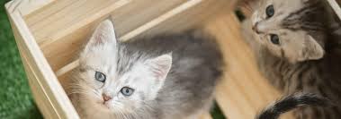 If you are in the usa, here are a couple of places that you can buy kittens. Bringing Home A Kitten Things You Need To Know Hill S Pet