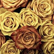 beautiful love rose flower photos free