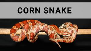 Pet Snake Caring Corn Snake