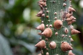 The silk floss tree begins as a young sapling with a small bulge in the trunk that slowly enlarges to appear bloated at the base and tapering to the crown. Floss Silk Tree San Diego Zoo Animals Plants