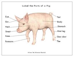 Printables 2019 Year Of The Pig Label The Parts Of A Pig