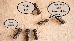 Ants In Your Rv How To Get Rid Of Them