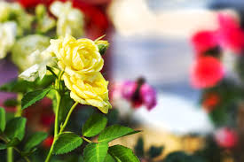 beautiful yellow roses flowers in the