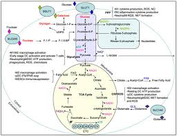 carbohydrate and amino acid metabolism