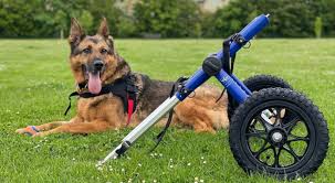 walkin wheels dog wheelchair