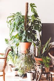 Haz una hermosa decoración con plantas de tendencia ya que hogar sin plantas pierde personalidad. Diseno De Interiores Con Plantas Naturales It S Singular