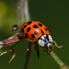 asian lady beetles are the bad version