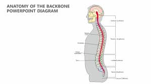 When you look at the skeleton from behind, you can clearly see the spine running down the back, and the broad plates of the shoulder blades and pelvis. Anatomy Of The Backbone Powerpoint Diagram Pslides
