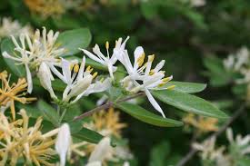 Treat your mum to something special this mother's day with our new blossoming honeysuckle & white tea body gift. Families Caprifoliaceae Ohio Plants