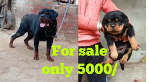 We offer rottweiler puppies for sale as either an import rottweiler puppy or one that we have bred. Champion Rottweiler Puppies For Sale Off 58 Www Usushimd Com