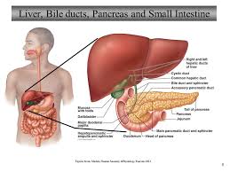 In humans, it is located in the abdomen behind the stomach and functions as a gland. Anatomy Liver Pancreas Anatomy Drawing Diagram