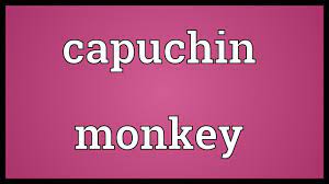 capuchin monkey meaning you