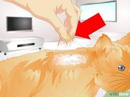 how to apply advane to cats 12