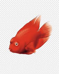amazon parrot fish computer file