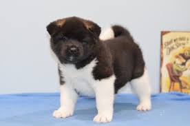 High to low nearest first. Akita Puppies For Sale Pennsylvania 18 Pa 194097