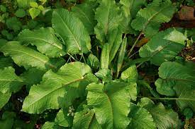 cure stinging nettle stings