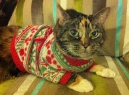 Image result for cats wearing christmas sweaters