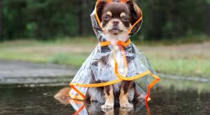 35 Best Dog Raincoats To Keep Your Pet Dry And Warm In Rain