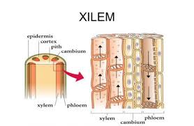 xylem definition location function