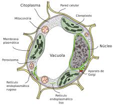 la célula liaciones pared celular