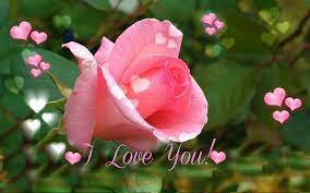 hd wallpaper i love you pink rose