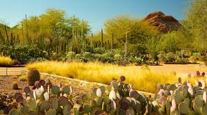 desert botanical garden in camelback