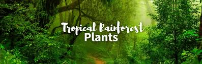tropical rainforest plants