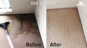 steam carpet cleaning usa clean